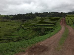 Teeplantage Azoren