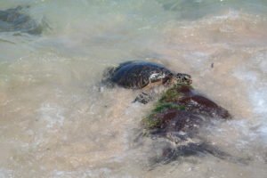 Schildkröten auf Hawaii